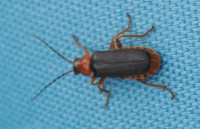Cantharis-sp